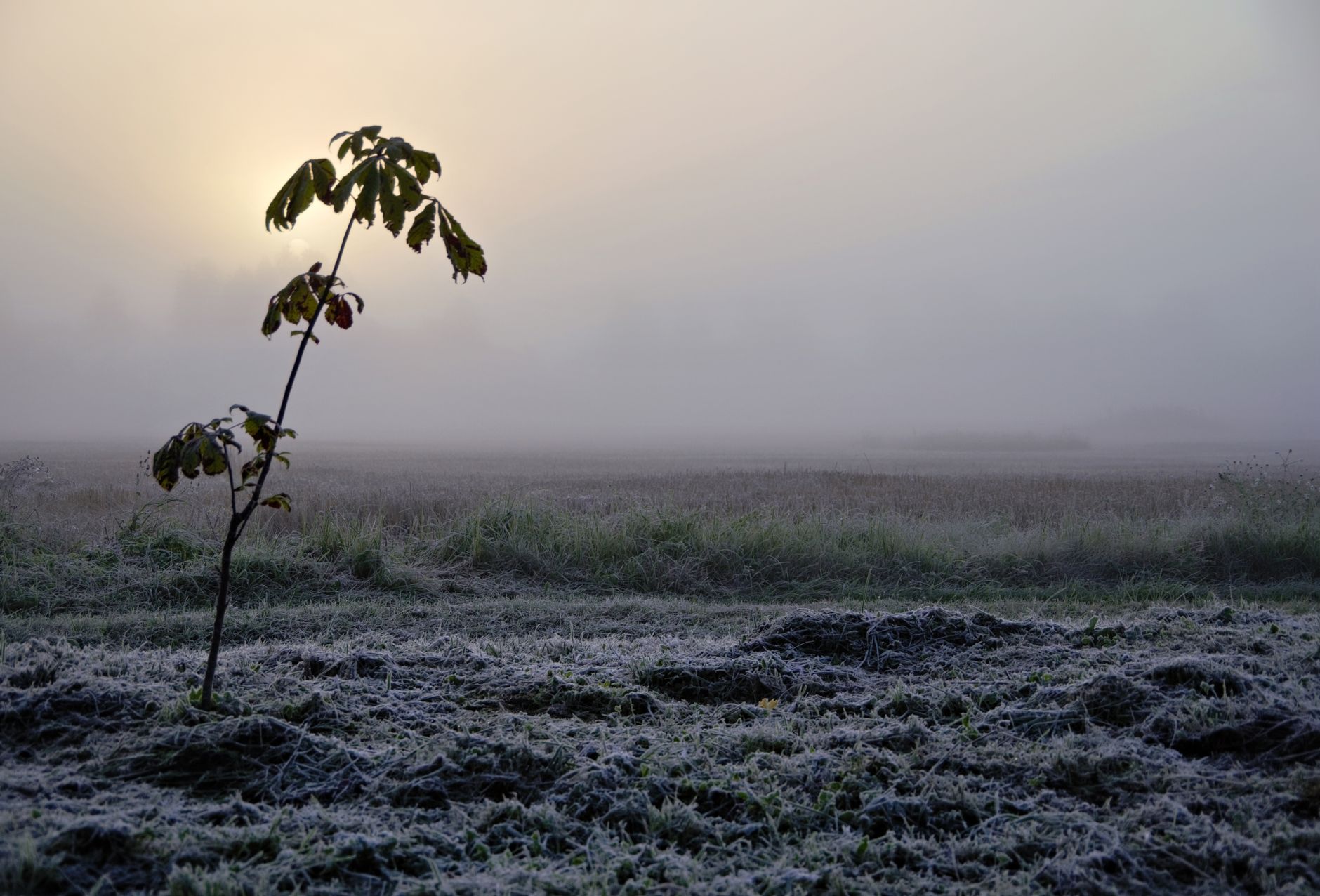 A tranquil frosty field at sunrise, highlighting a lone plant with a misty background.